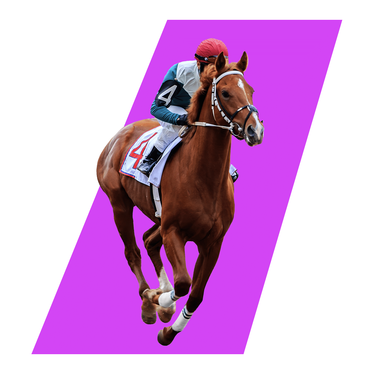 INDIBET Online Horse Racing Betting